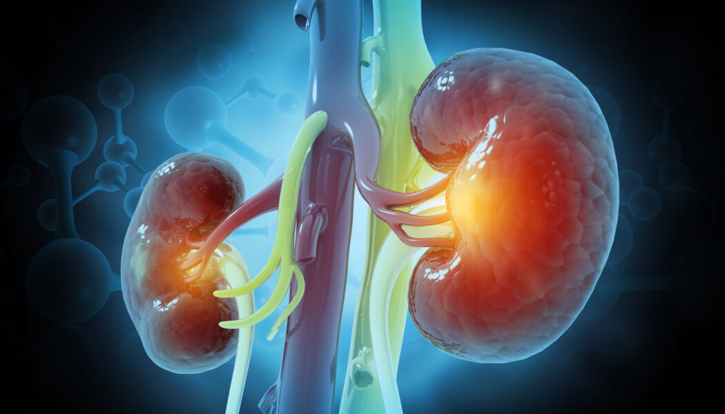 Medical illustration of kidneys and renal anatomy associated with nephrology and kidney disease care