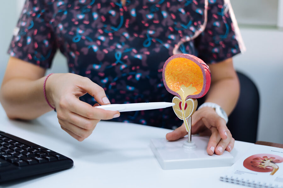 Urologist using a model of the bladder and prostate to explain a condition to a patient.