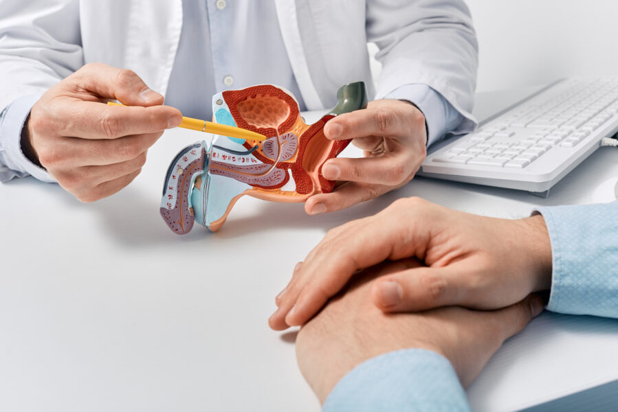 Urologist showing a patient a model of the male urinary system during a consultation